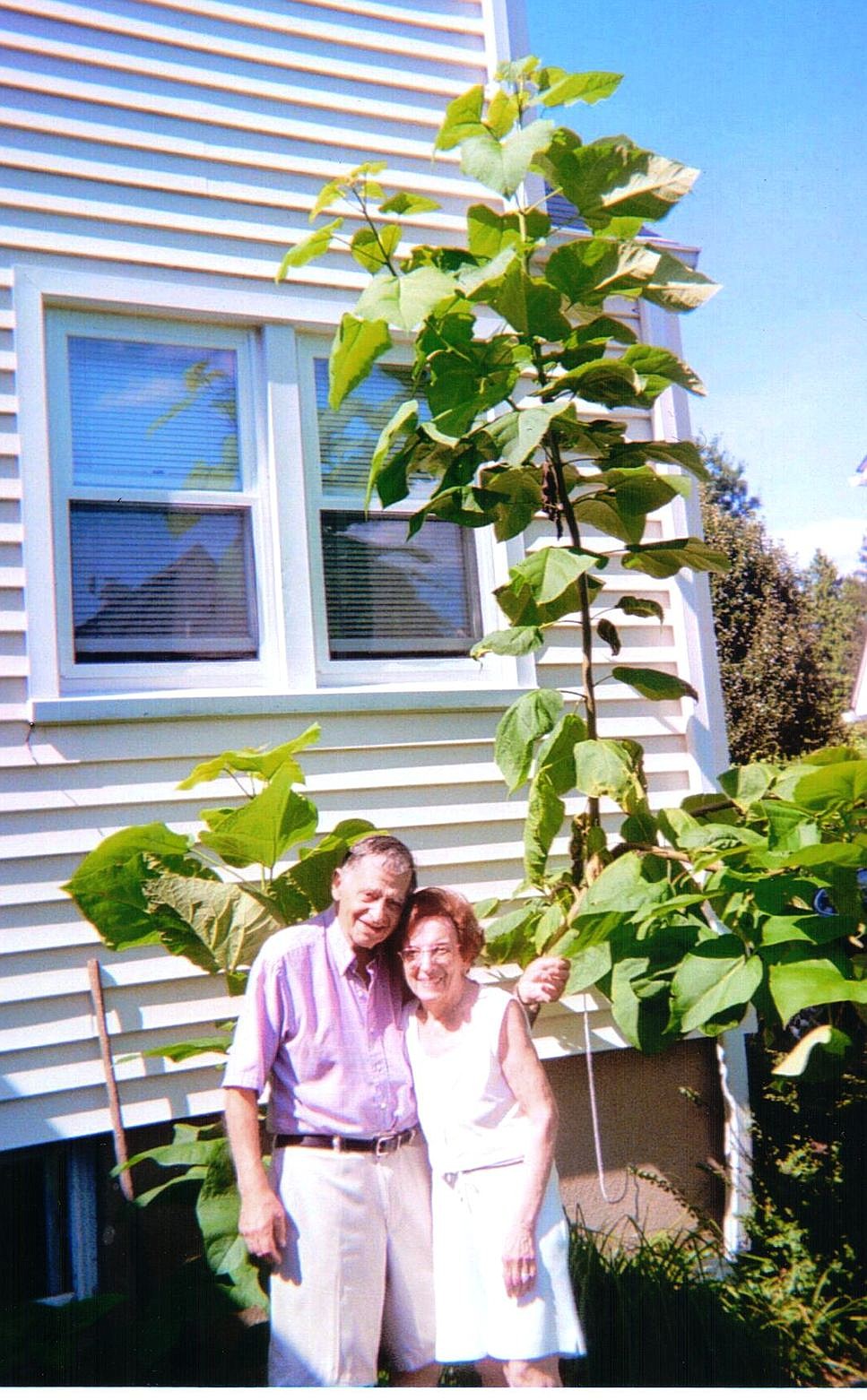 From Our Editor: A catalpa tree it is!