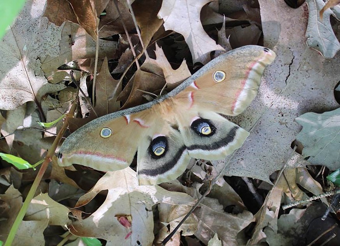 Eco Tips with Briggitte Dix: Leave your leaves this fall