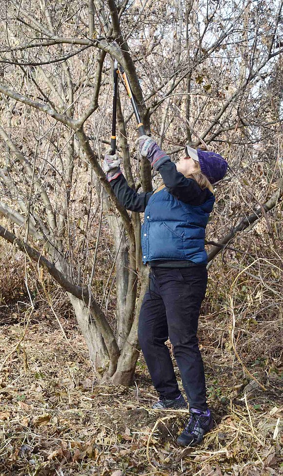 Town of Rye Confidential Secretary Debbie Reisner takes a pair of clippers to a tree to cut down the invasive flora.