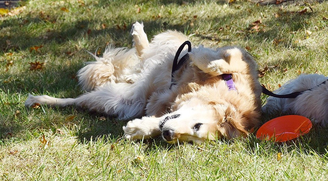 Before St. Paul’s Pastor Jim O’Hanlon gives a blessing to Bella the golden retriever, she happily rolls around on the grass. The joyful pup was at the ceremony with her sitter Teri Corbo of Greenwich, Conn.