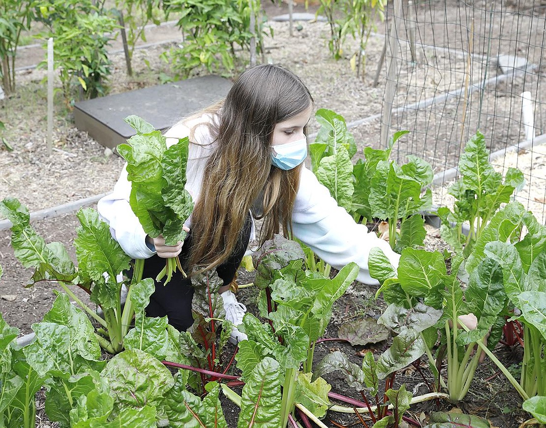 Seventh-grader Lauren Hempel picks Swiss chard in the Giving Garden. The garden is sustained by local families and students and is the source of over 1,000 pounds of donated food. Volunteers also enjoy the ingredients from the garden.