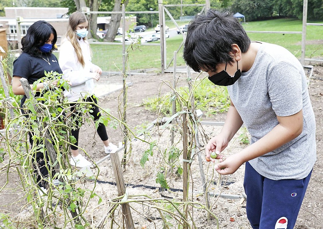 Seventh-grader Kenny Cruz (right) picks a green tomato as seventh-graders Kleydi Contreras (back left) and Lauren Hempel look for more. Inspired by the gardening he did in school, Cruz said he also planted fruits and vegetables with his family at home.