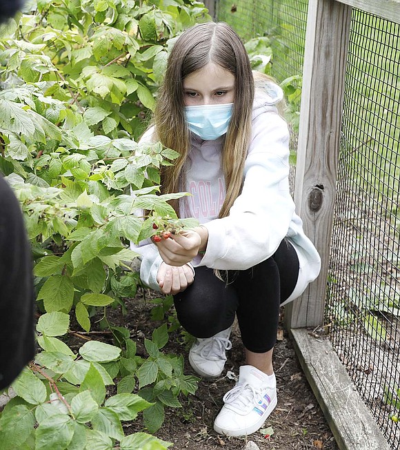 Seventh-grader Lauren Hempel looks for berries in the garden. 