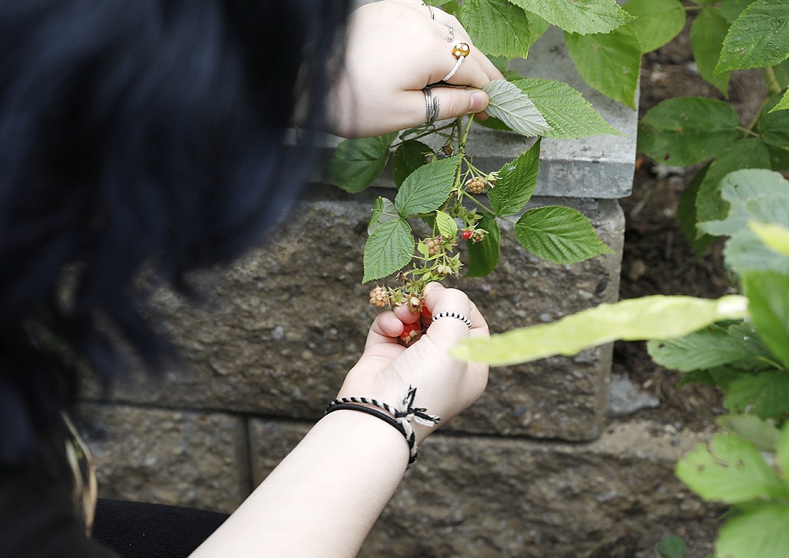 Eighth-grader Scarlett Pimenteo looks for ripe raspberries to pick.