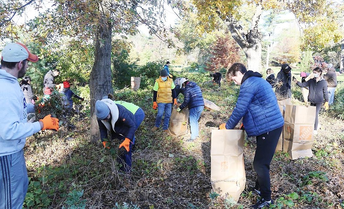 A large group of volunteers, including Blind Brook Board of Education President Scott Jaffee and members of the Blind Brook Roots and Shoots Club, remove invasive vines at Crawford Park as part of the Community Cleanup Day on Saturday, Nov. 6. Courtesy of Periklis Beltas 