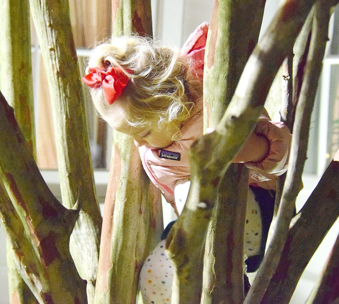 Santa Claus and holiday lights are cool and all, but Port Chester 2-year-old Amelia Bianculli would much rather spend her time in a very climbable tree.