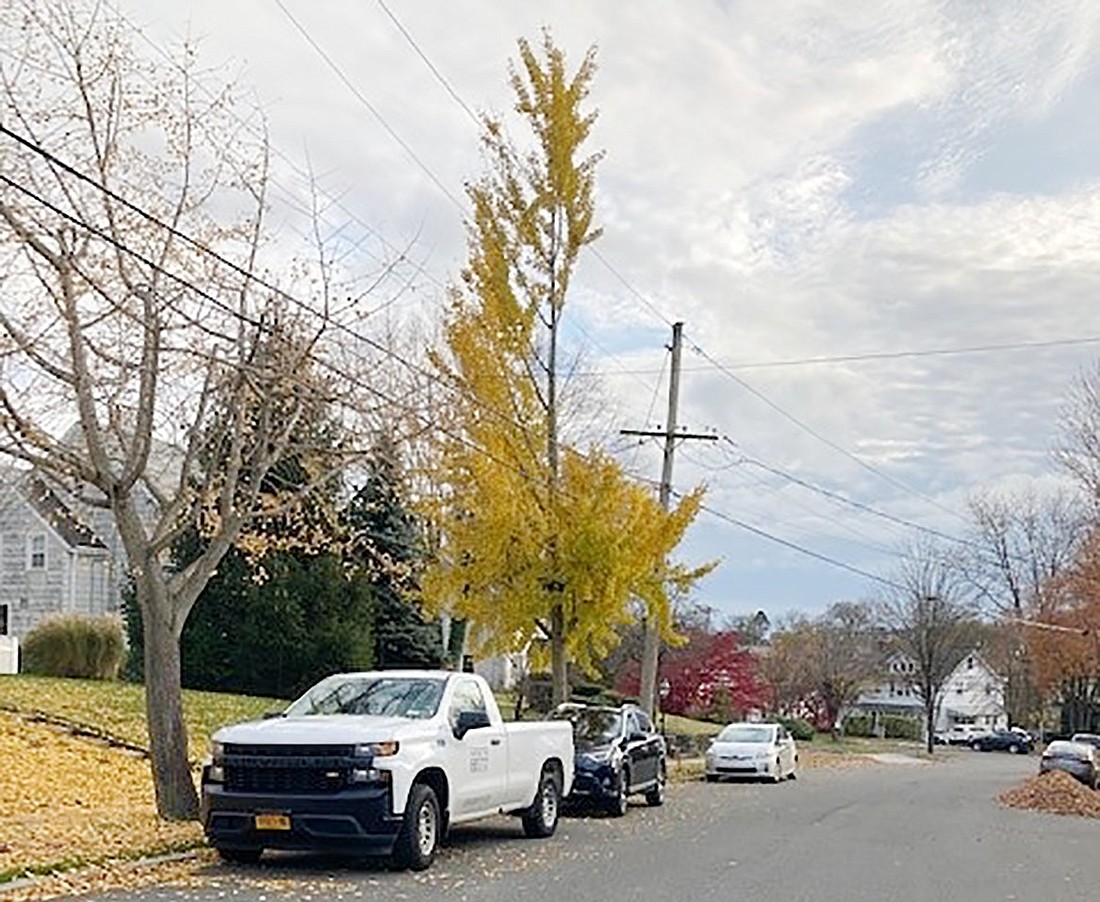 Letter: Tree trimming=tree destruction