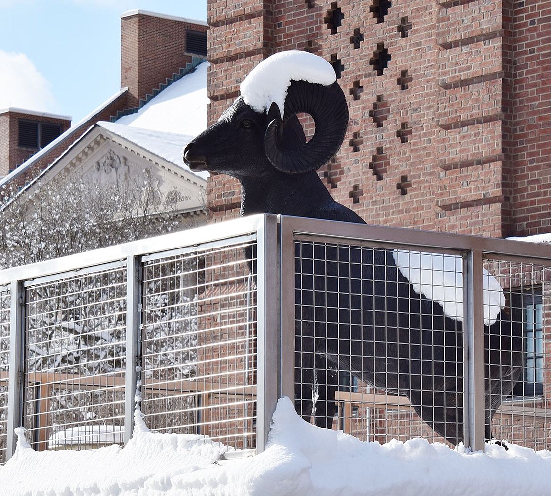 The regal-looking, snow-covered Ram donated by the Port Chester High School class of 2020 looks out upon the playing fields behind the school as their mascot.