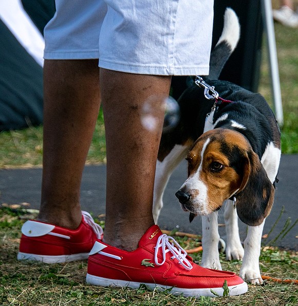 Simon the beagle is fascinated by the bubbles flying around Columbus Park. He intently watches one as it flies by the legs and bright red shoes of his owner, Edwin Stevens, who walked Simon to the park from their Purdy Avenue residence.