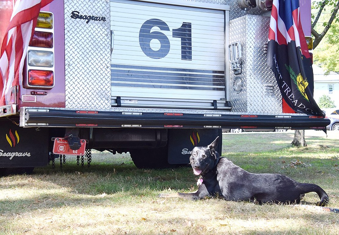 Violet may not be a Dalmatian, but she carries on her role as a Port Chester Fire Department fire dog well. The volunteer pooch who goes on calls with Rescue 40 embraces the shade provided by an engine on the hot day.