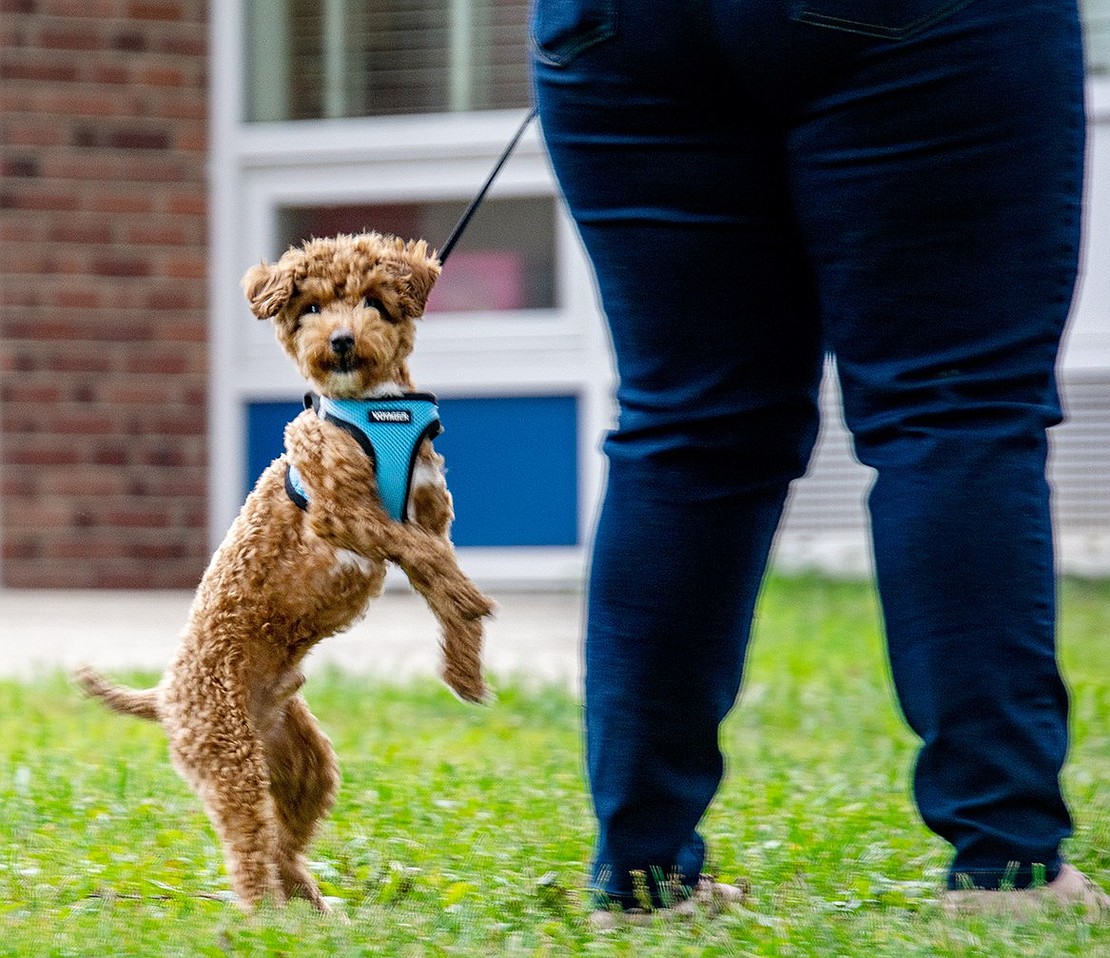 Chico the dog tests the bounds of his leash as he and Karen Vargas, the aunt of King Street Elementary School student Nicholas Vargas, prepare to greet the first-grader after a day of learning.