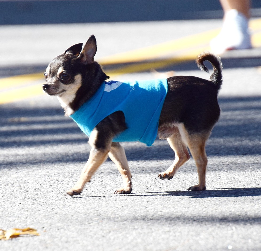 Essentially the official pup of Segunda Iglesia Pentecostal Juan 3:16, Toby the chihuahua fearlessly leads marchers in his congregation in his sweater vest, scouting many paces ahead of the group to inspect the scene.