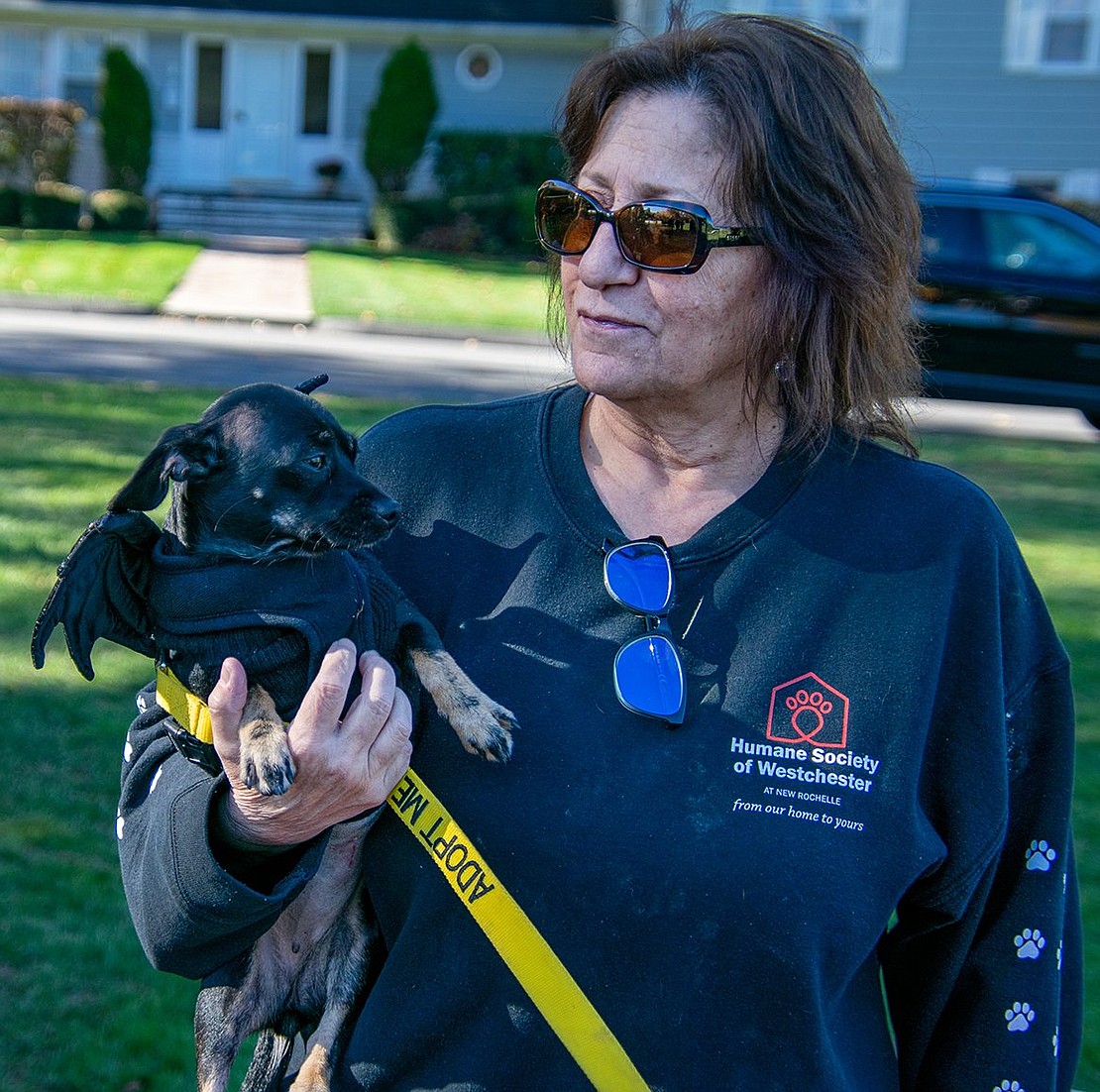Carol Marinaccio, who works with the Humane Society of Westchester, holds Tilly the Chihuahua mix. Dressed as a bat, the 2-year-old is ready to fly into an adoptive forever home.