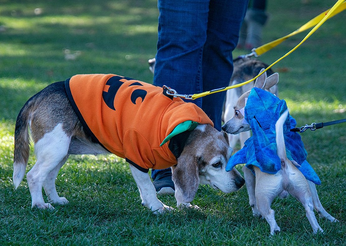 Millie the beagle, who is decked out in a pumpkin costume, reticently sniffs Victor the Chihuahua shark, who greets her in passing. Millie, 10, lives at the Humane Society of Westchester and is up for adoption, while Victor, 1, lives with his owner Iryna Morris in Larchmont.