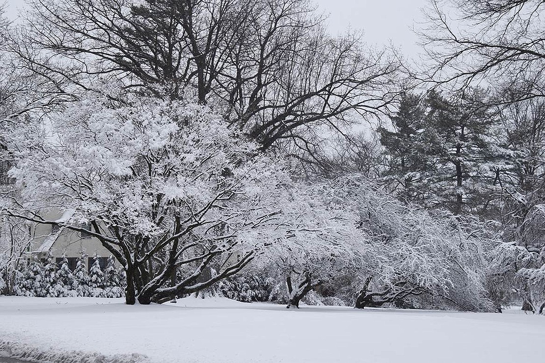 Trees at Lyon Park covered with snow Tuesday morning, Feb. 28, make a pretty picture.
